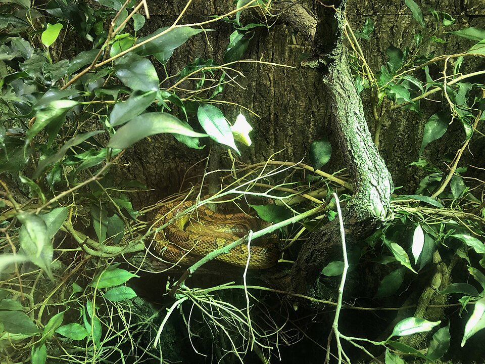 Serpent des blés