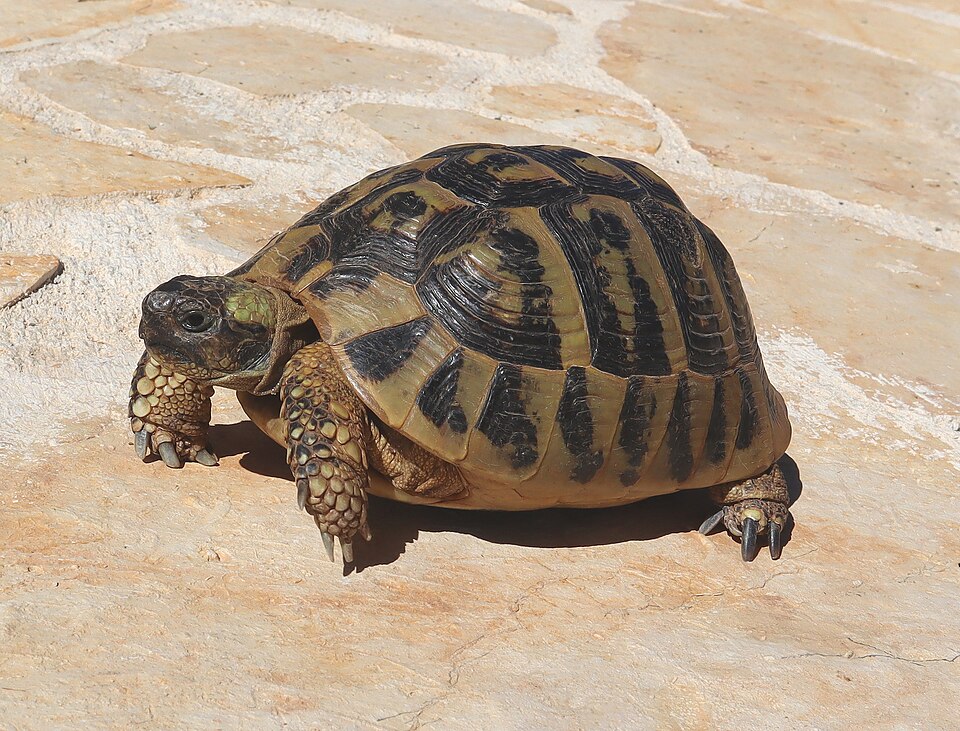 Tortue d'Hermann