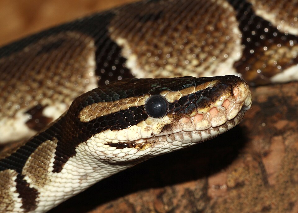 Python royal