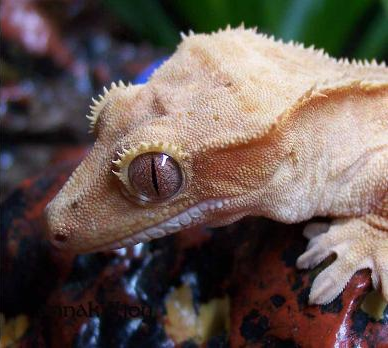 Gecko à crête