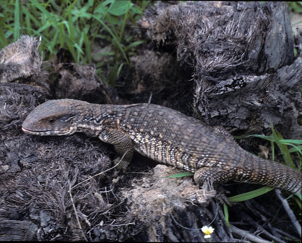 Varan des savanes