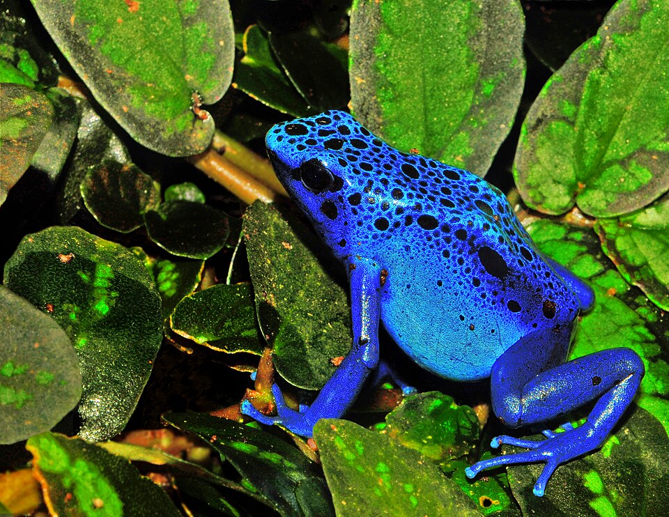 Dendrobate bleu