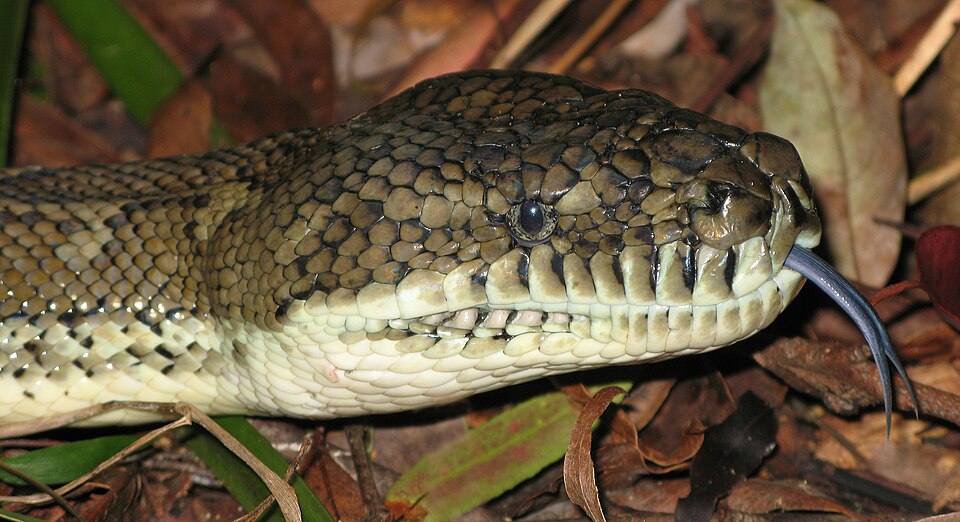 Python tapis