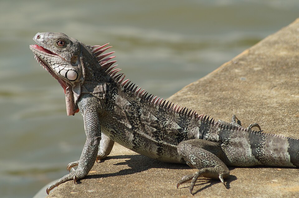Iguane vert