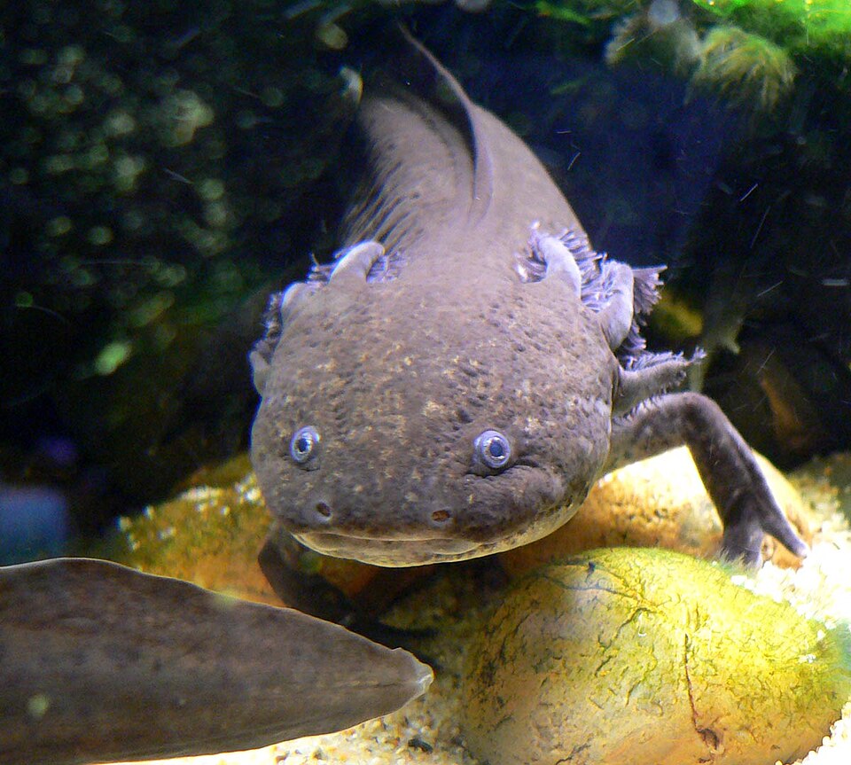 Axolotl
