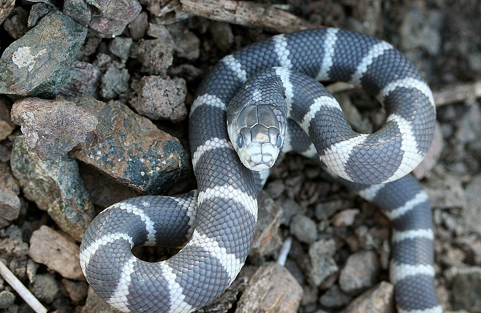 Serpent roi de Californie