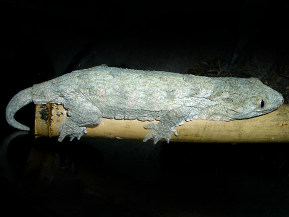 Gecko géant de Leachianus