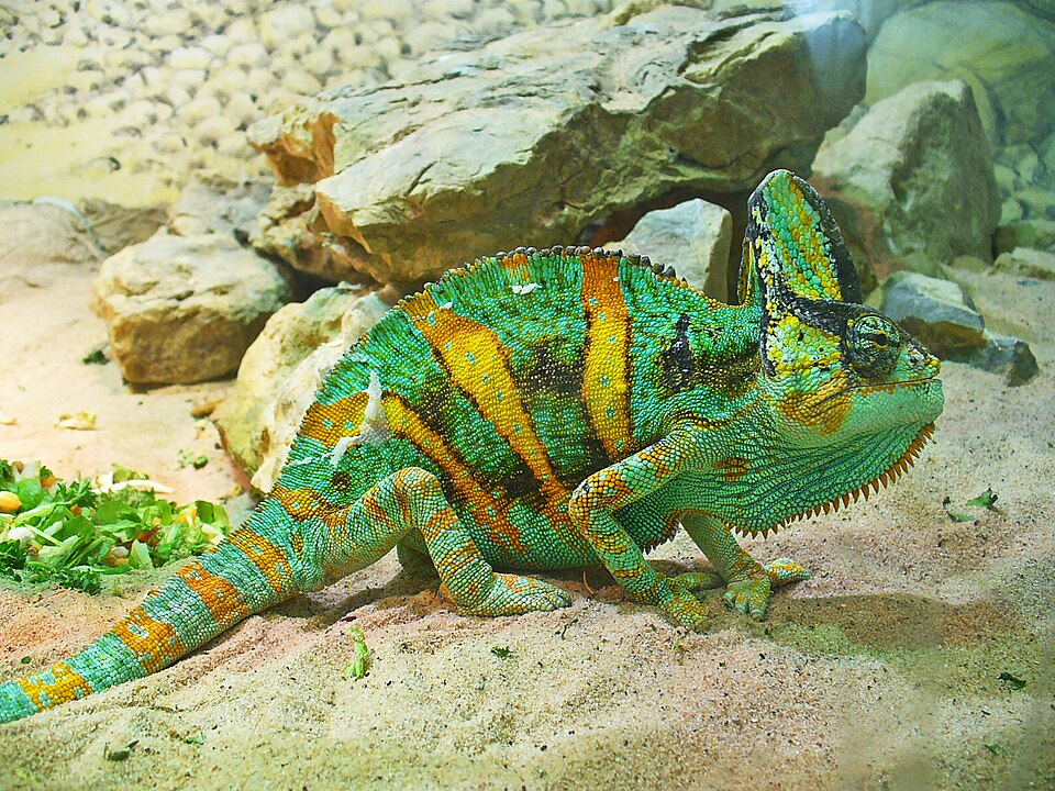 Caméléon casqué