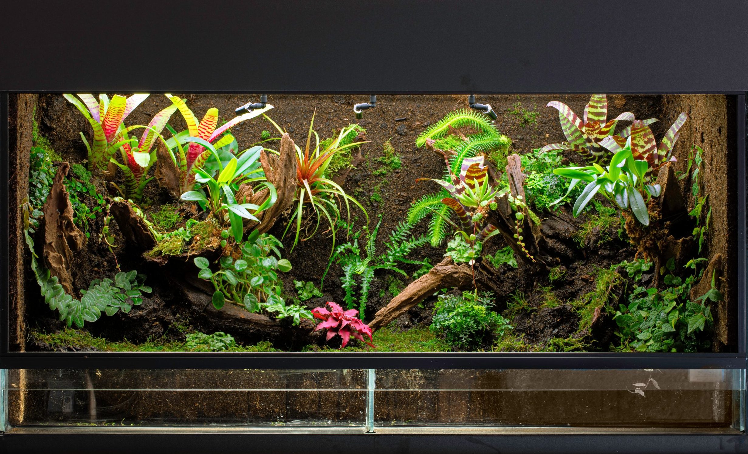 Terrarium tropical humide