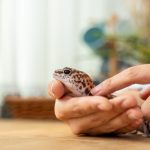Gecko dans une main pour fiche KODA Academy formation animalière
